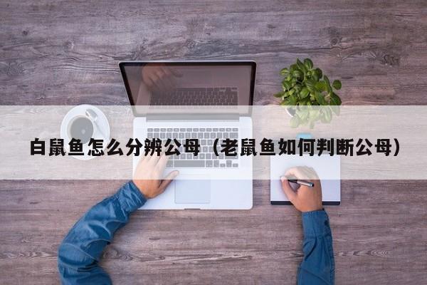 白鼠鱼怎么分辨公母（老鼠鱼如何判断公母）