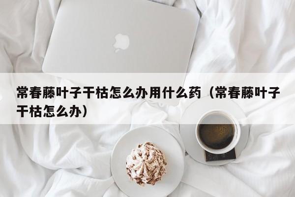 常春藤叶子干枯怎么办用什么药（常春藤叶子干枯怎么办）