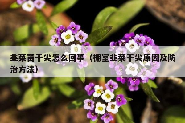 韭菜苗干尖怎么回事（棚室韭菜干尖原因及防治方法）