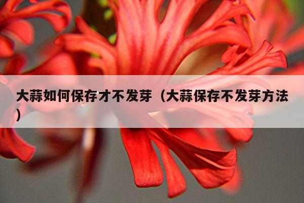 大蒜如何保存才不发芽（大蒜保存不发芽方法）